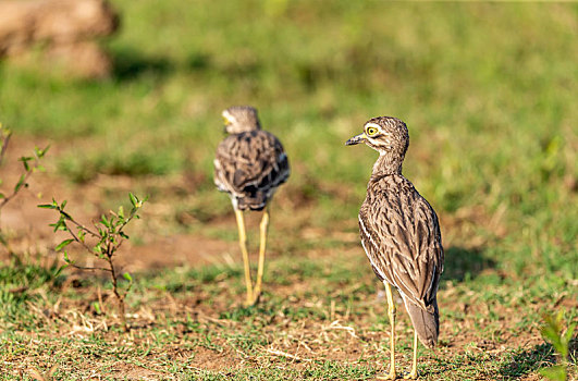 自然状态下在沼泽地觅食的大石鸻鸟