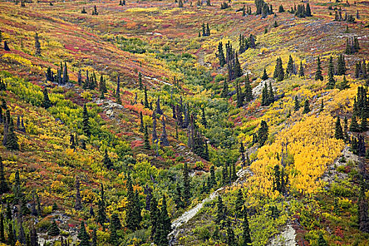阿尔卑斯植被,叶子,秋色,深秋,山坡,山脊,湖,育空地区,加拿大