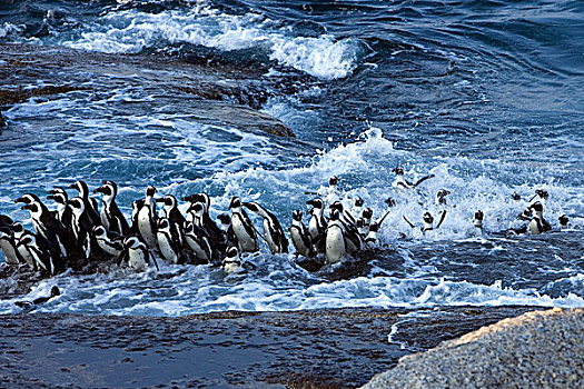 黑脚企鹅,群,降落,岩石,岸边,海浪,开普省,南非