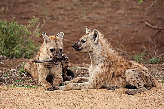 斑点土狼,斑鬣狗,两个,小动物,骨头,克鲁格国家公园,南非,非洲