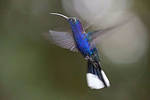 紫色,蜂鸟,哥斯达黎加,中美洲