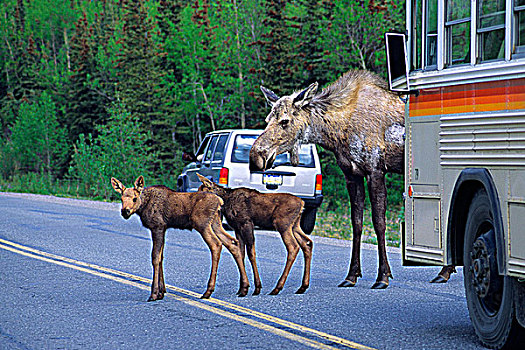 母牛,驼鹿,相似,幼兽,穿过,公路,德纳里峰国家公园,阿拉斯加,美国