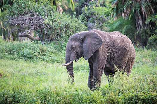 非洲象,塔兰吉雷国家公园,坦桑尼亚
