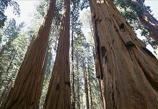 巨杉,红杉国家公园,加利福尼亚