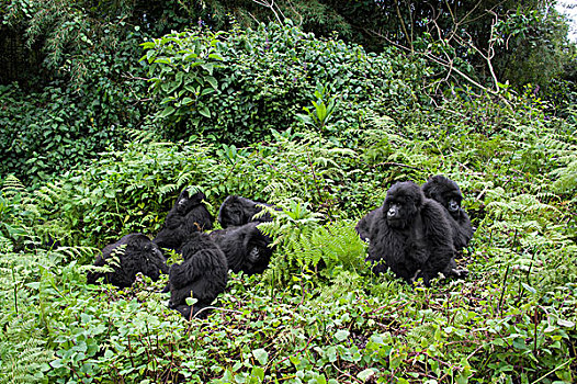 山地大猩猩,大猩猩,家庭,休息,国家,卢旺达