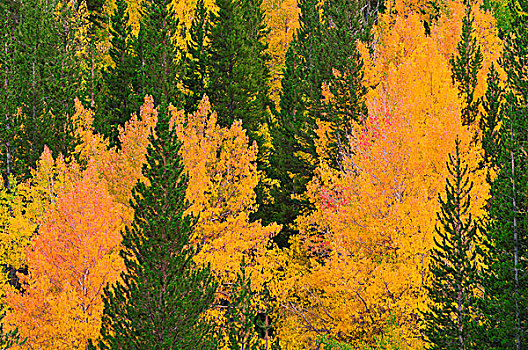 秋天,白杨,松树,主教,溪流,印尤国家森林,内华达山脉,加利福尼亚,美国