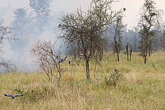 非洲,坦桑尼亚,抓住,昆虫,逃离,灌木丛火灾,塔兰吉雷国家公园