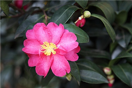 山茶,日本山茶