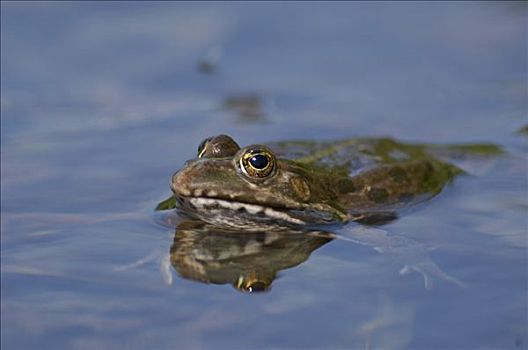 湿地,青蛙,仰视,水