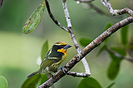 镀金,金黄色,国家公园,亚马逊雨林,厄瓜多尔