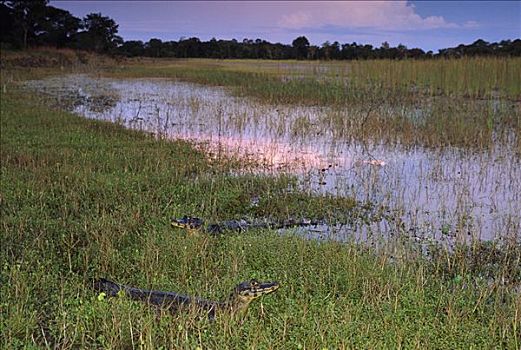 宽吻鳄,一对,休息,黎明,草,靠近,泻湖,潘塔纳尔,巴西