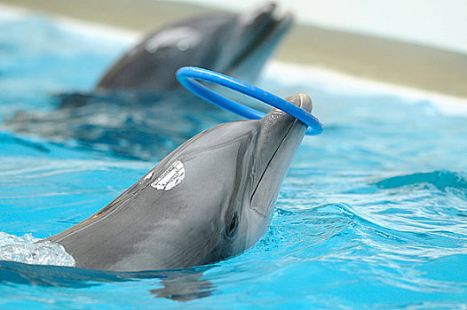 普通,宽吻海豚,玩,水中