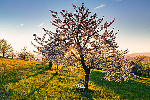 盛开,樱桃树,牧场,日出,逆光,春天,瑞士