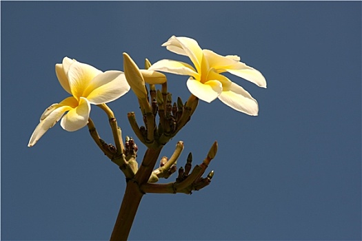 鸡蛋花,阿尔巴