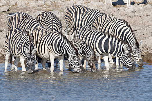 牧群,斑马,马,成年,小动物,站在水中,喝,水坑,埃托沙国家公园,纳米比亚,非洲