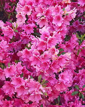 春天,杜鹃花,花,温泉,国家公园,阿肯色州