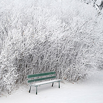 曼尼托巴,加拿大,霜,雪,遮盖,公园长椅,地面,树