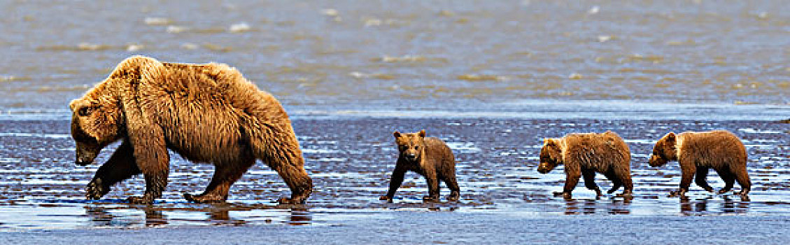 棕熊,母熊,三个,幼兽,走,海滩,湖,国家公园,阿拉斯加,美国