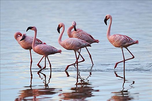 小红鹳,小火烈鸟,群,白天,纳库鲁湖,国家公园,肯尼亚,东非