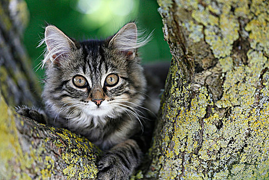 诺曼底,小猫,4个月,挪威,比赛,栖息,树