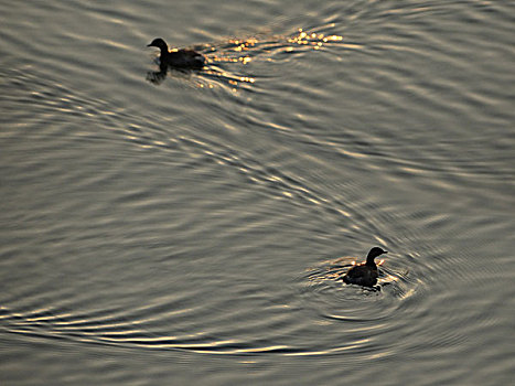 洛河湿地的白鹭野鸭