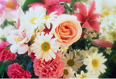 康乃馨花束图片