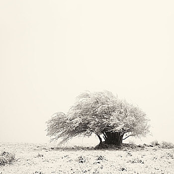 树,雪中