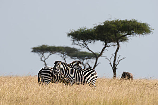 格兰特氏斑马,斑马,马赛马拉国家保护区,肯尼亚,非洲