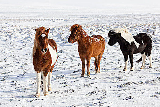 冰岛马,特色,冬季外套,传统,冰岛,痕迹,起点,背影,马,维京,中世纪