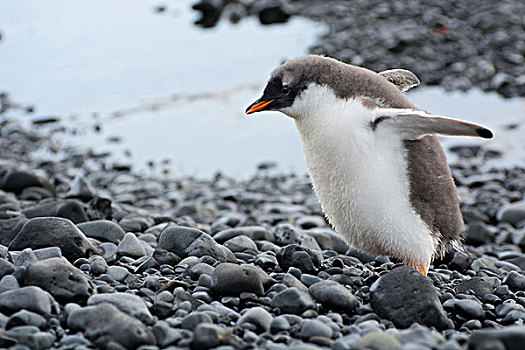 南极,布朗布拉夫,巴布亚企鹅,幼禽