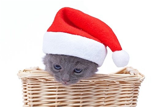 圣诞老人,小猫