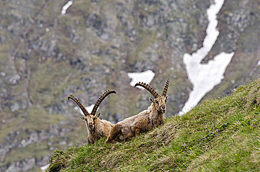 高山,野山羊,两个男人,上陶恩山国家公园,卡林西亚,奥地利,欧洲