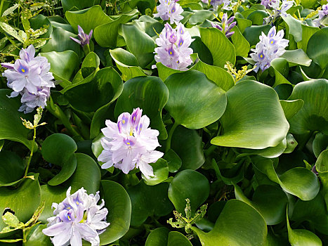 水葫芦,水葫芦花