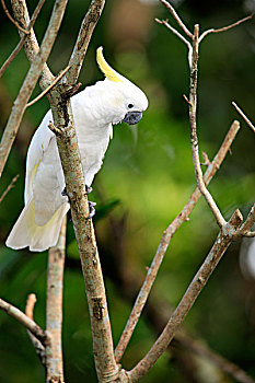 美冠鹦鹉,成年,鸟,枝条,澳大利亚