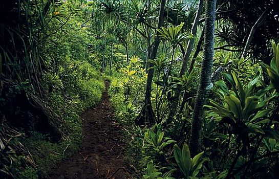 雨林,纳帕利海岸,考艾岛,夏威夷,美国,北美