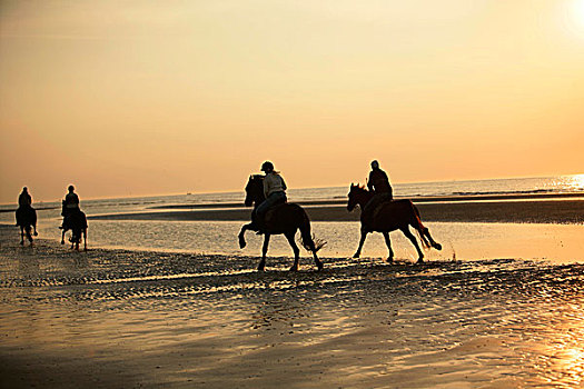 骑马,海滩,荷兰
