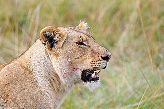 狮子,雌狮,血,颚部,肖像,马赛马拉国家保护区,肯尼亚,东非,非洲