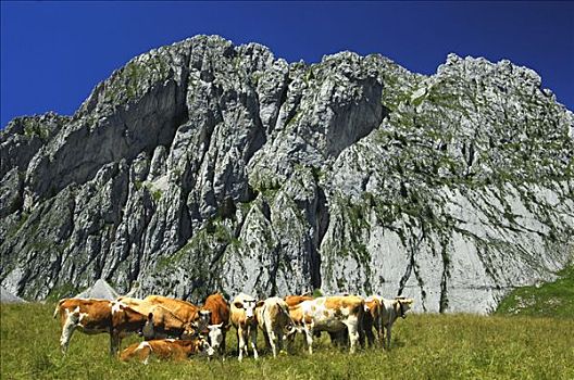 母牛,高山牧场,仰视,岩石墙,山峦,瑞士,欧洲