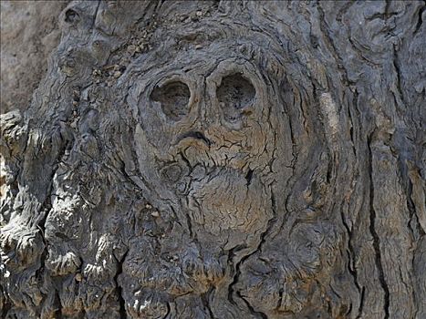 形状,脸,头骨,打结,木头,国王峡谷,国家公园,北领地州,澳大利亚
