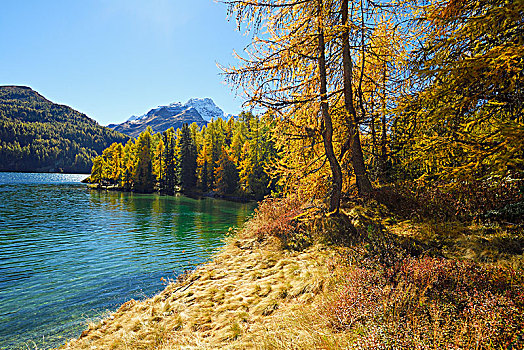 落叶松属植物,树林,秋色,湖,后面,恩加丁,瑞士,欧洲