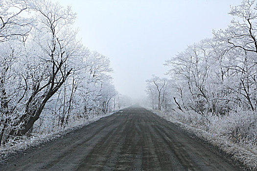 道路,钏路,湿地,霜冻,树,北海道
