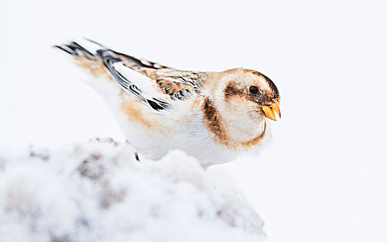 雪,颊白鸟,抵撞,雪地,凯恩戈姆国家公园,高地,苏格兰,英国