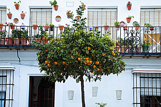 安达卢西亚,西班牙,果树,正面,白宫