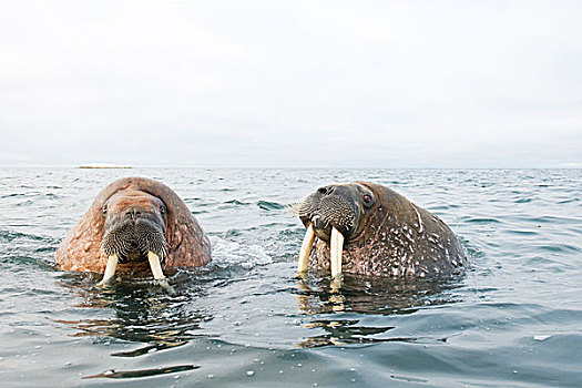 格陵兰,海洋,挪威,斯瓦尔巴群岛,斯匹次卑尔根岛,海象,一对,好奇,雄性动物,水中