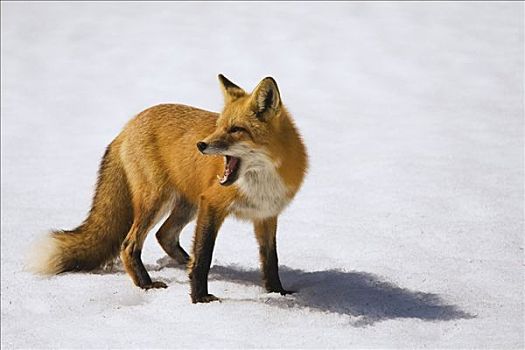 红狐,雪中,阿尔冈金公园,安大略省,加拿大