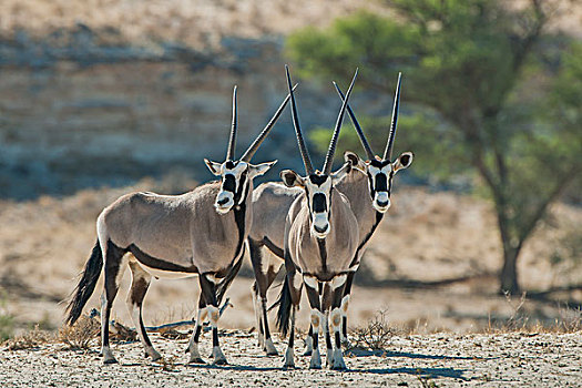 长角羚羊,三只动物,卡拉哈迪大羚羊国家公园,北开普,省,南非,非洲