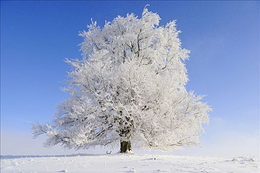 欧洲山毛榉,冬季风景,巴登符腾堡,德国,欧洲