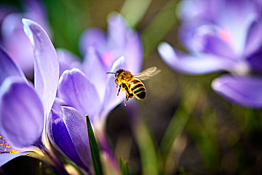 蜜蜂,意大利蜂,藏红花,花