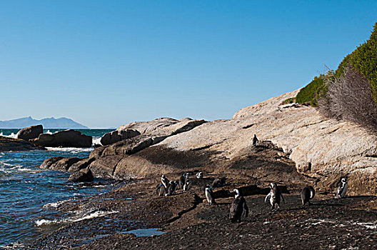 企鹅,漂石,海滩,开普敦,南非