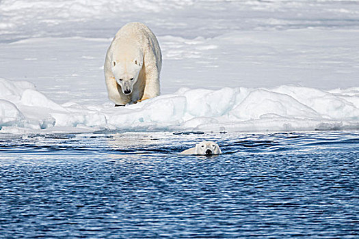 挪威,斯瓦尔巴特群岛,浮冰,大,北极熊,追逐,幼兽
